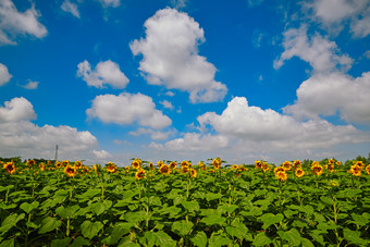 夏季户外<strong>绚丽</strong>缤纷的向日葵花田