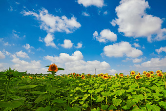 夏季户外绚丽<strong>缤纷</strong>的向日葵花田