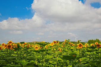 夏季户外绚丽<strong>缤纷</strong>的向日葵花田