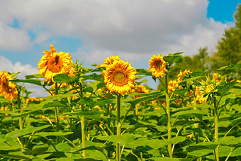 夏季户外绚丽<strong>缤纷</strong>的向日葵花田