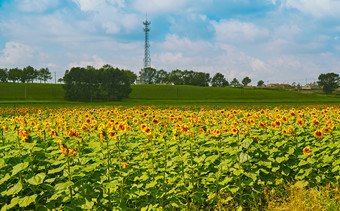 夏<strong>季</strong>户外绚丽<strong>缤纷</strong>的向日葵花田