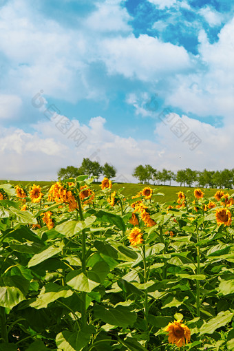 夏季户外绚丽<strong>缤纷</strong>的向日葵花田