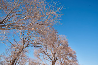 冬季<strong>森林</strong>自然风景