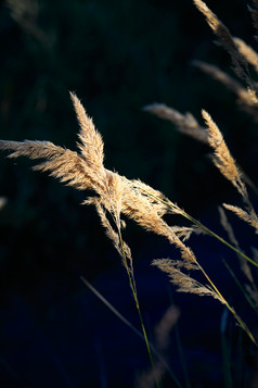 夕阳下随风飘动的枯黄芦苇草