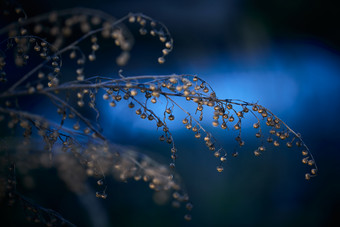 秋天河边枯萎的茵陈蒿果实种子