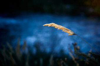 夕阳下随风飘动的枯黄芦苇草