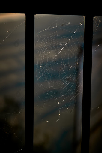 夕阳下微距拍摄的蜘蛛网
