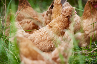 散养状态下散步在草地上的健康北京油<strong>鸡</strong>