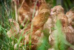 散养状态下散步在草地上的健康北京油鸡