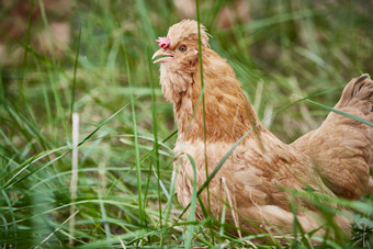 <strong>散养</strong>状态下散步在草地上的健康北京油鸡