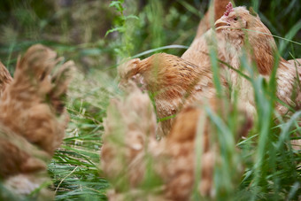 <strong>散养</strong>状态下散步在草地上的健康北京油鸡