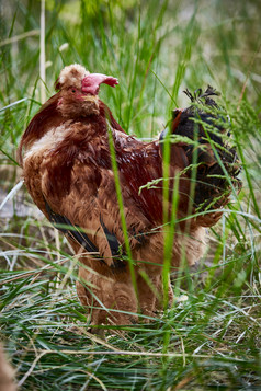 散养状态下散步在草地上的健康北京油鸡