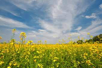 中国河北省张家口沽源县天鹅湖景区<strong>油菜花</strong>田