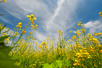 中国河北省张家口沽源县天鹅湖景区<strong>油菜花</strong>田