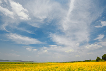 中国河北省张家口沽源县天鹅湖景区油菜花田