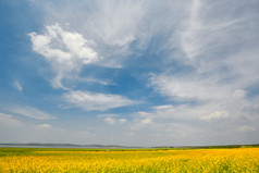 中国河北省张家口沽源县天鹅湖景区油菜花田