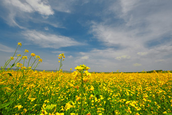 中国河北省张家口沽源县天鹅湖景区<strong>油菜花</strong>田