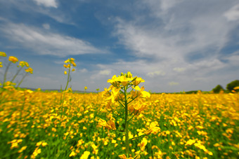 中国河北省张家口沽源县天鹅湖景区<strong>油菜花</strong>田