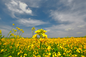 中国河北省张家口沽源县天鹅湖景区<strong>油菜花</strong>田