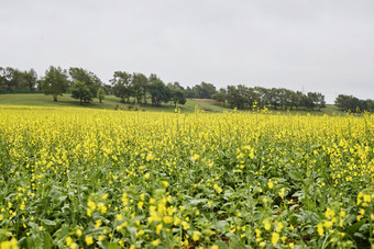 中国河北省张家口沽源县天鹅湖景区油菜花田