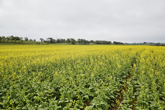 中国河北省张家口沽源县天鹅湖景区<strong>油菜花</strong>田