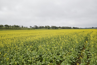 中国河北省张家口沽源县天鹅湖景区<strong>油菜花</strong>田