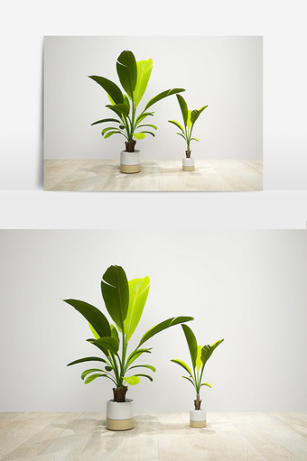 芭蕉树组合模型效果图片