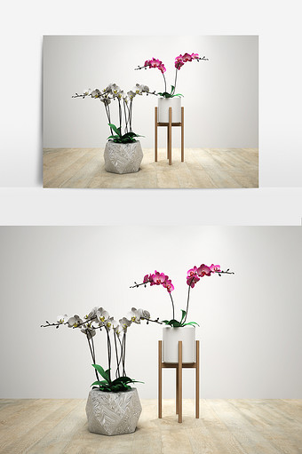 蝴蝶兰盆栽组合模型图片