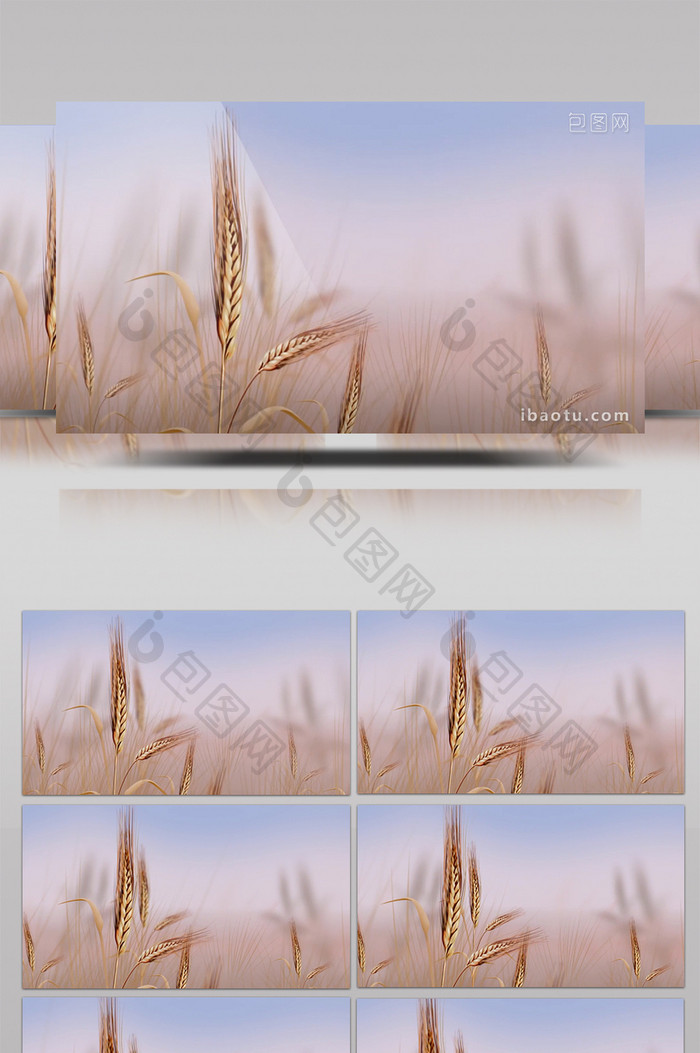 麦穗飘动动态背景led视频素材
