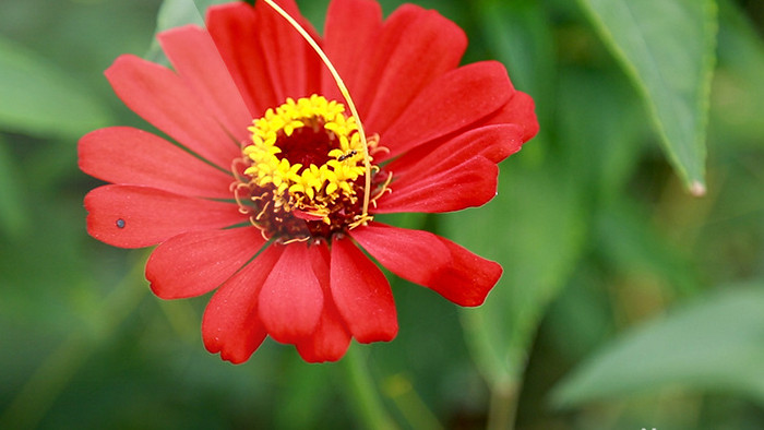 艳丽火球花高清实拍