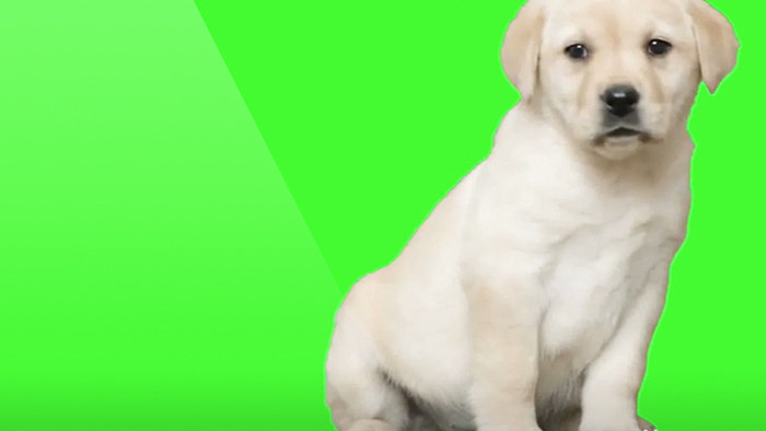 狗狗绿色背景合成视频素材