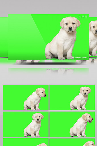 狗狗绿色背景合成视频素材图片