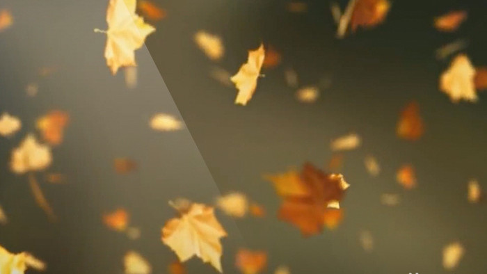树叶掉落梦幻唯美背景led视频素材
