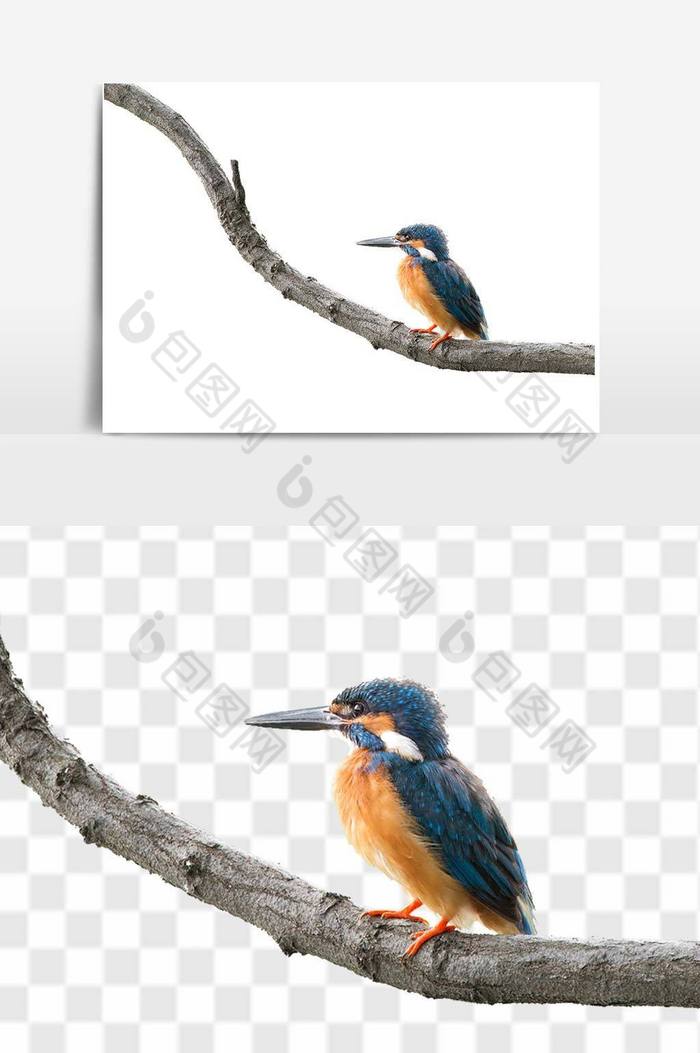 树枝上的鸟免扣图图片图片