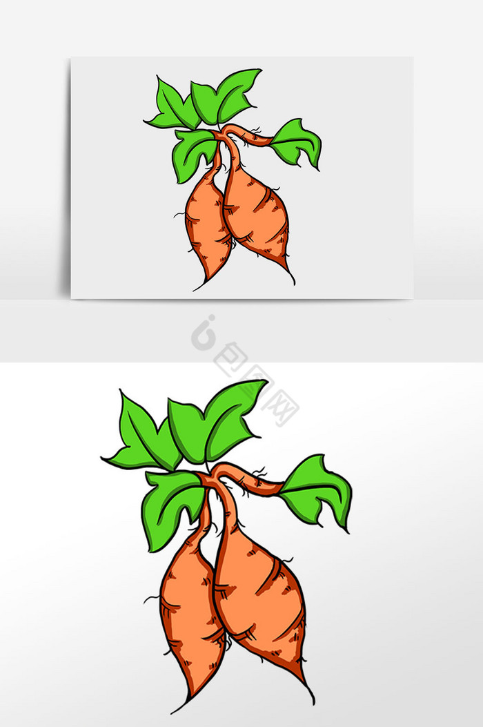 食物红薯插画图片