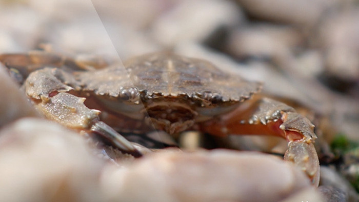 海边海浪小螃蟹实拍视频