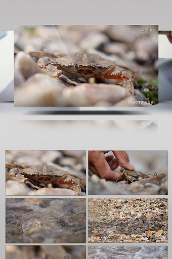 海边海浪小螃蟹实拍视频图片