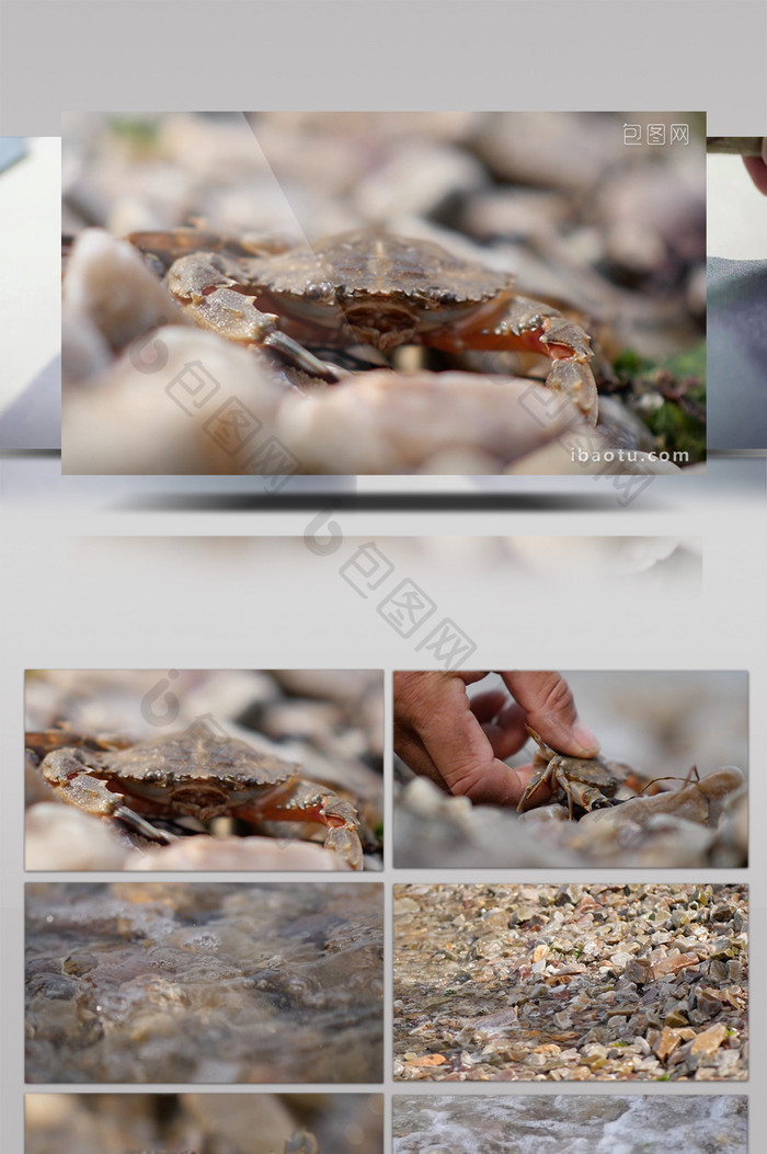 海边海浪小螃蟹实拍视频