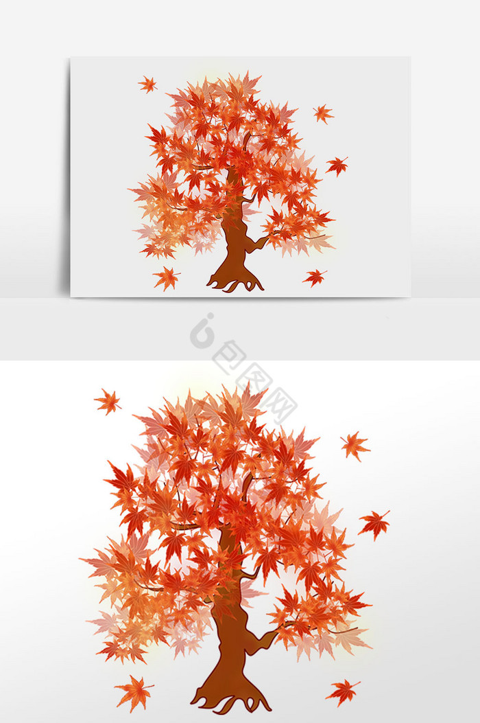 植物树木枫叶插画图片