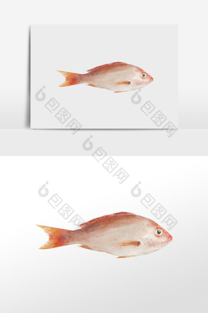 水彩手绘元素红鲷鱼