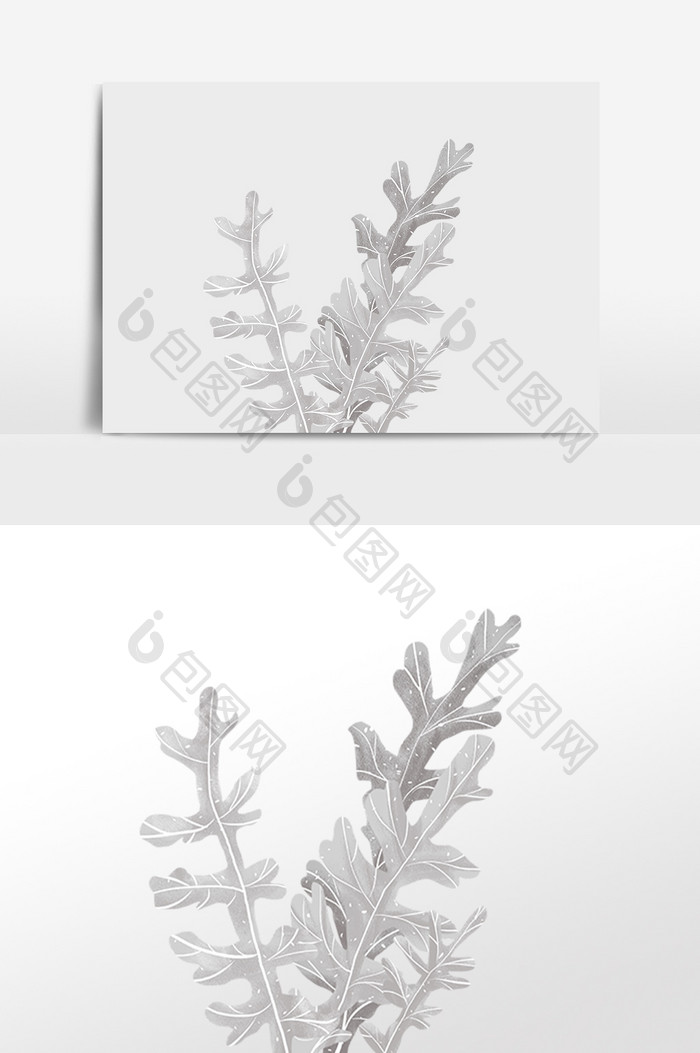 中国风小清新白色银叶菊插画元素