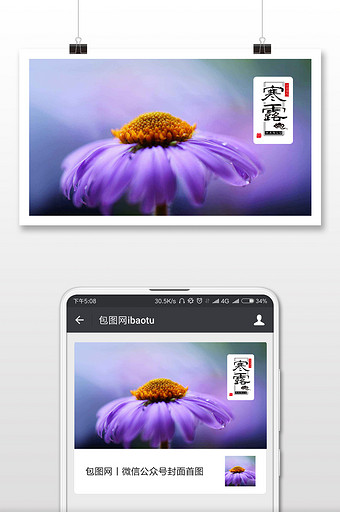 二十四节气寒露紫色菊花手机海报配图图片