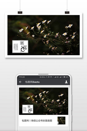 二十四节气寒露小白菊手机海报配图