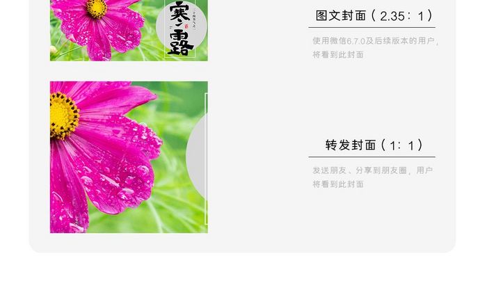 二十四节气寒露菊花露水微信公众号配图