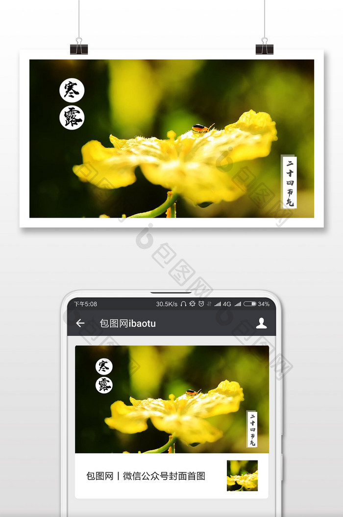 二十四节气寒露菊花黄微信公众号配图