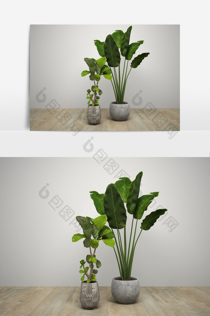 树办公植物室内植物图片