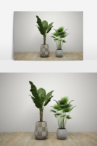 室内外大叶盆栽植物组合模型图片