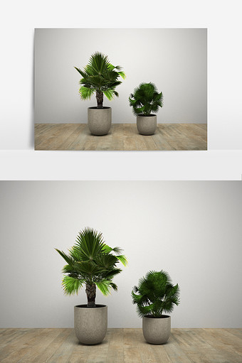 室内椰树组合模型图片