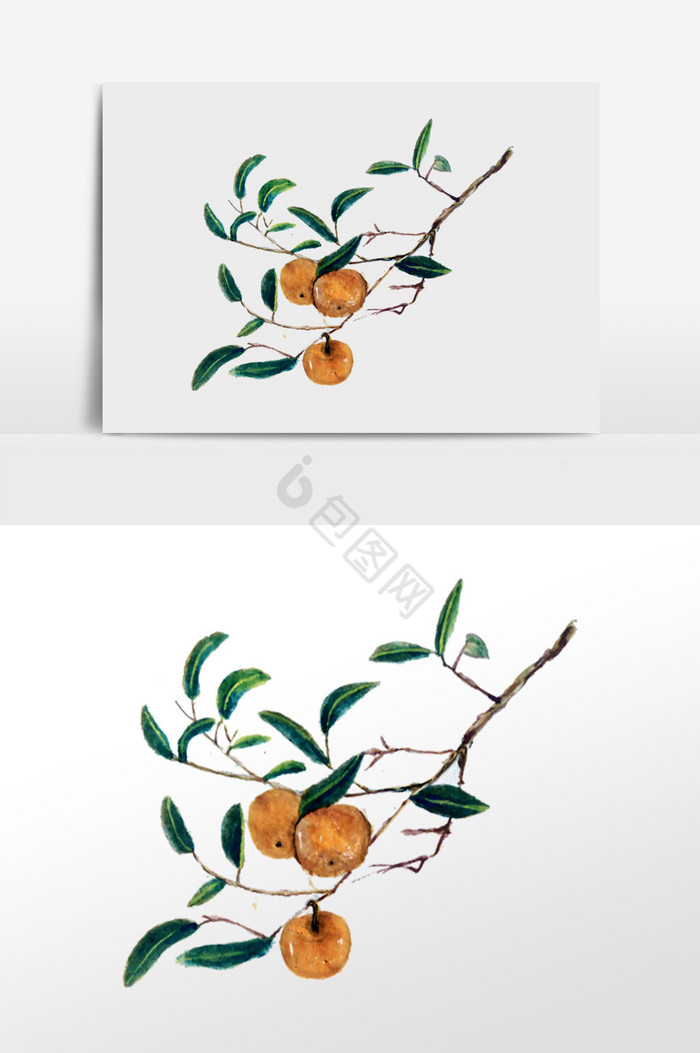 橘子树枝水果插画图片