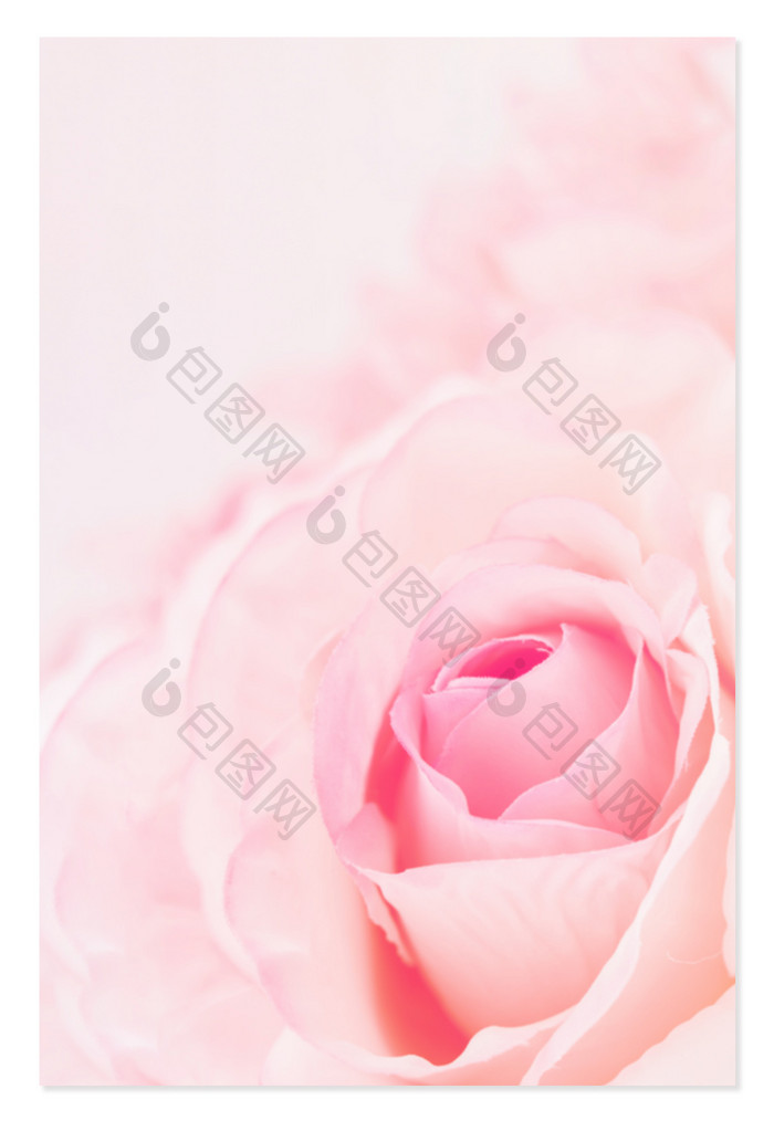 粉色浪漫情侣玫瑰背景